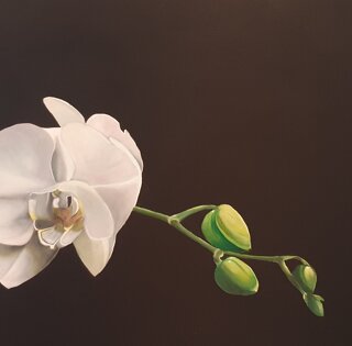 orchidea bianca 2024